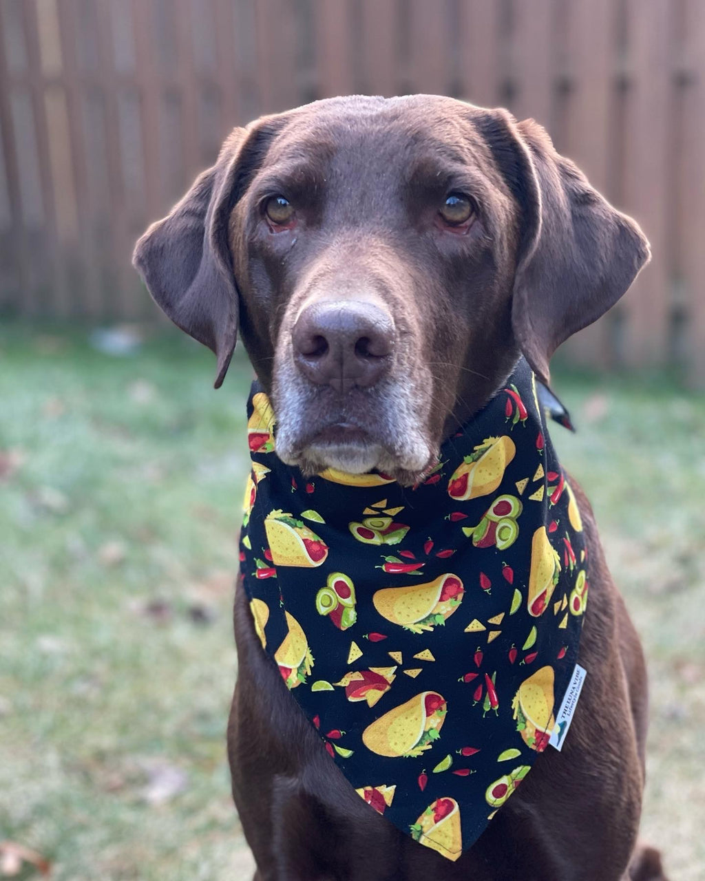 Taco bout' Delicious Tie-on Dog Bandana🌮