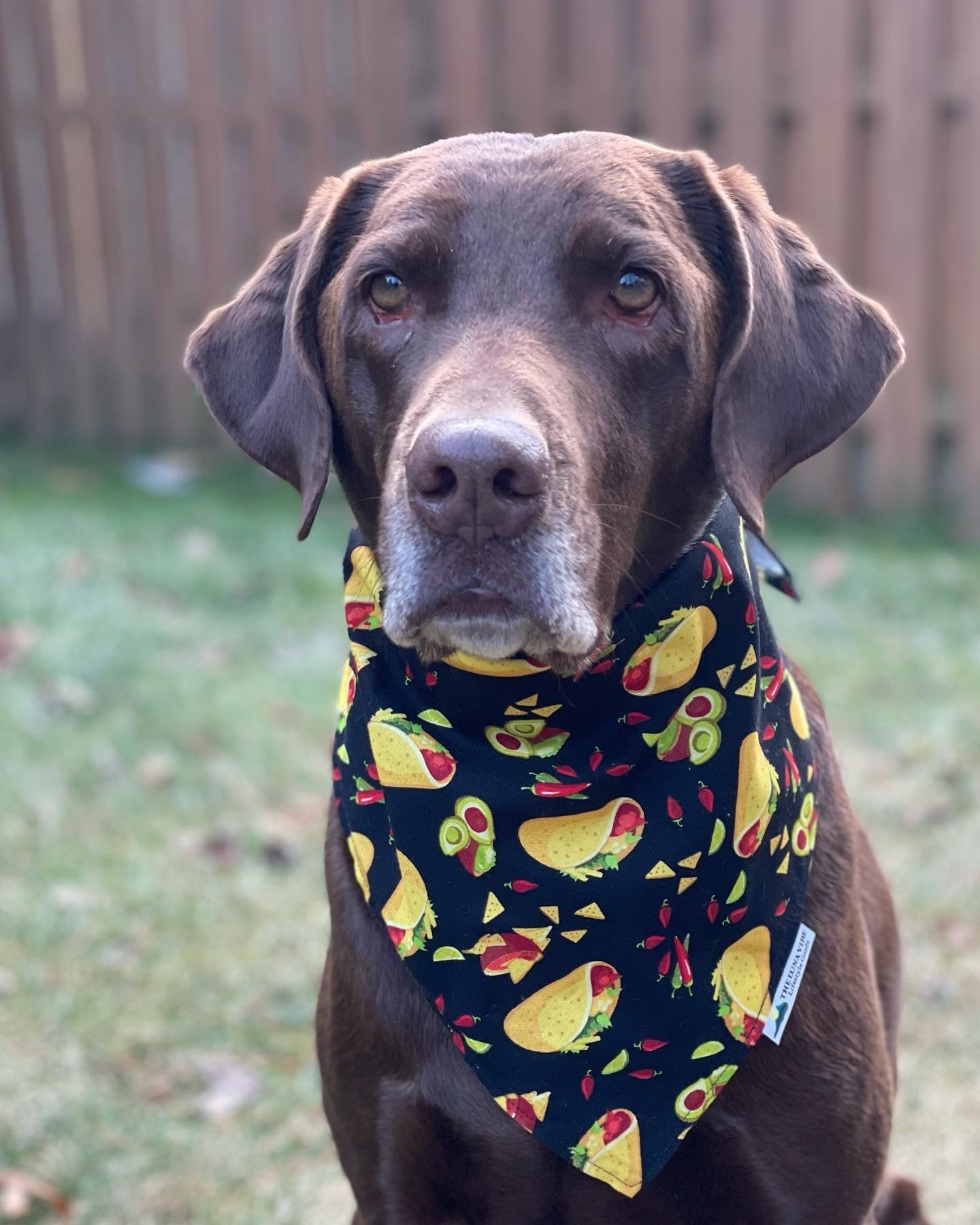 Taco bout' Delicious Tie-on Dog Bandana🌮