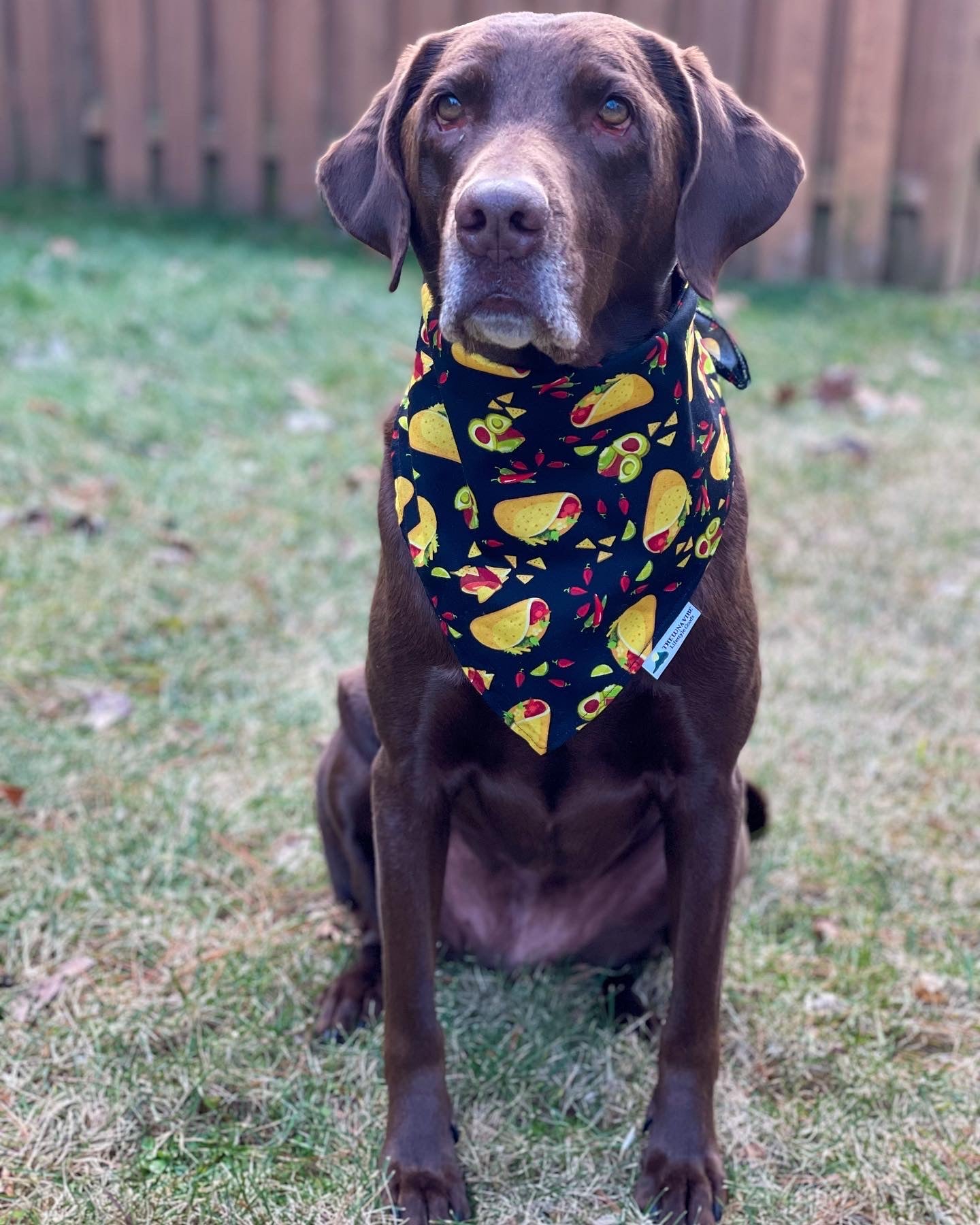 Taco bout' Delicious Tie-on Dog Bandana🌮