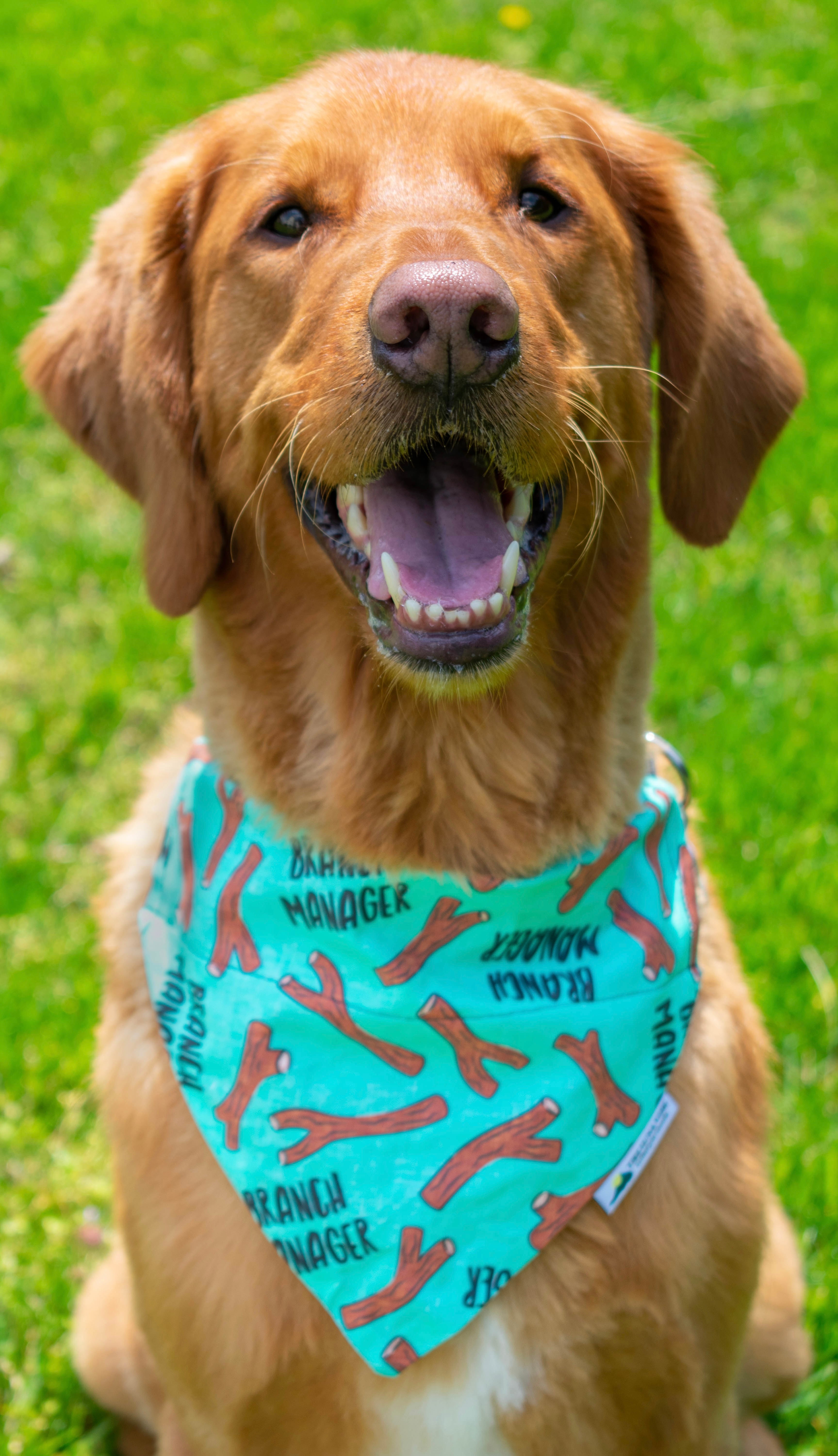 Branch Manager Dog Bandana