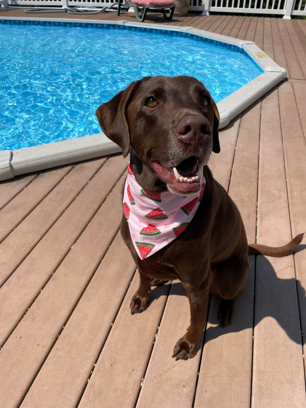 Watermelon Sugar Dog Bandana 🍉