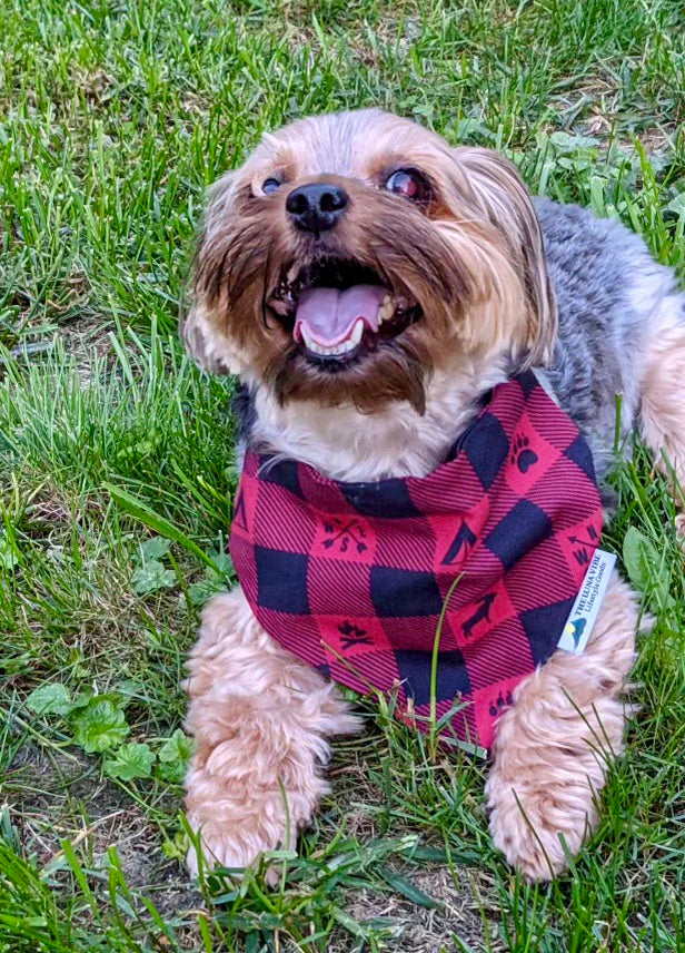 Happy Camper Dog Bandana