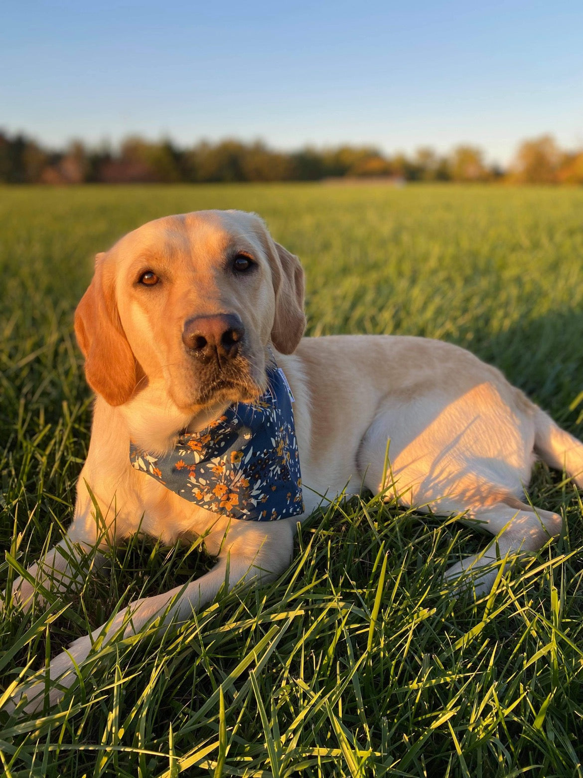 Floral Dreams Dog Bandana