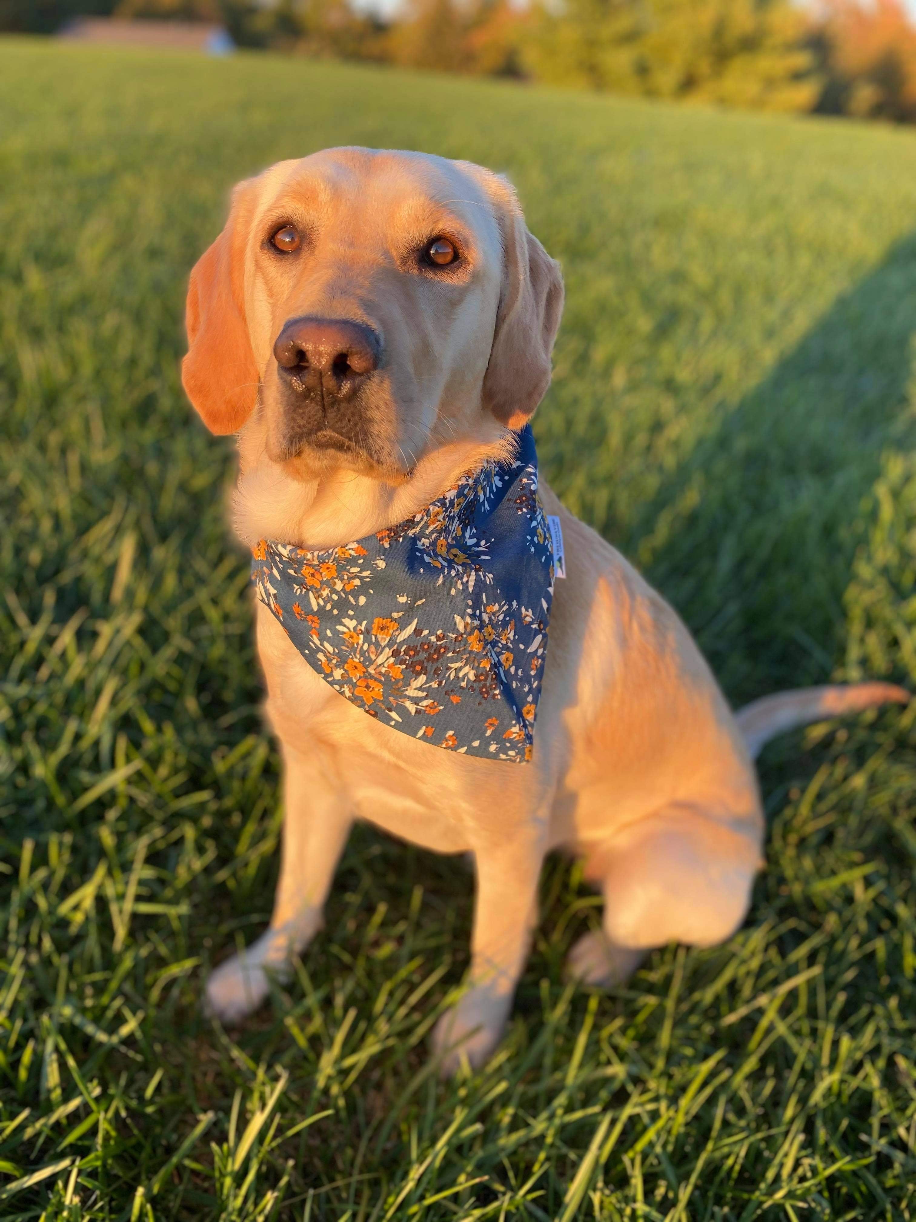 Floral Dreams Dog Bandana
