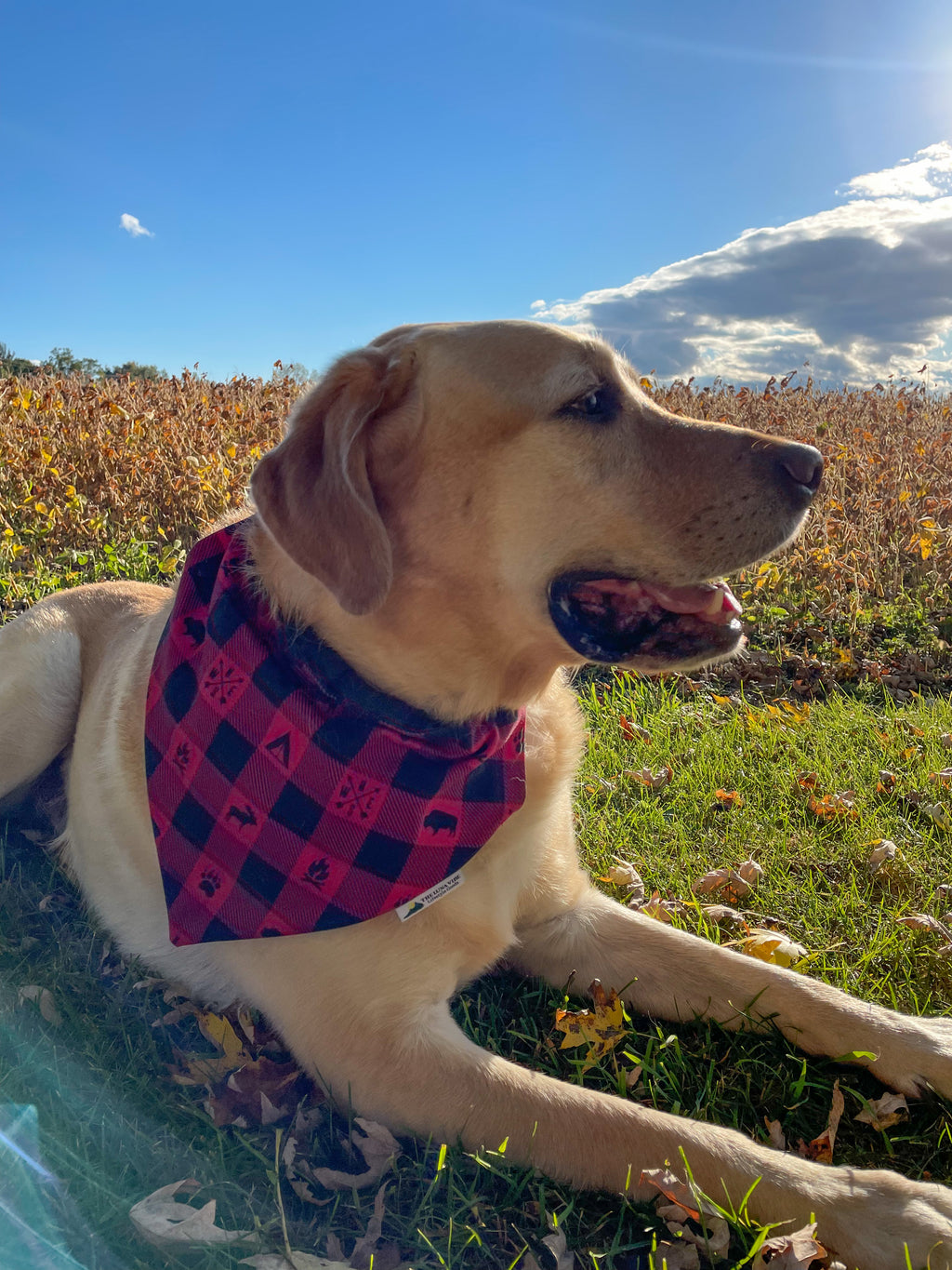 Happy Camper Dog Bandana