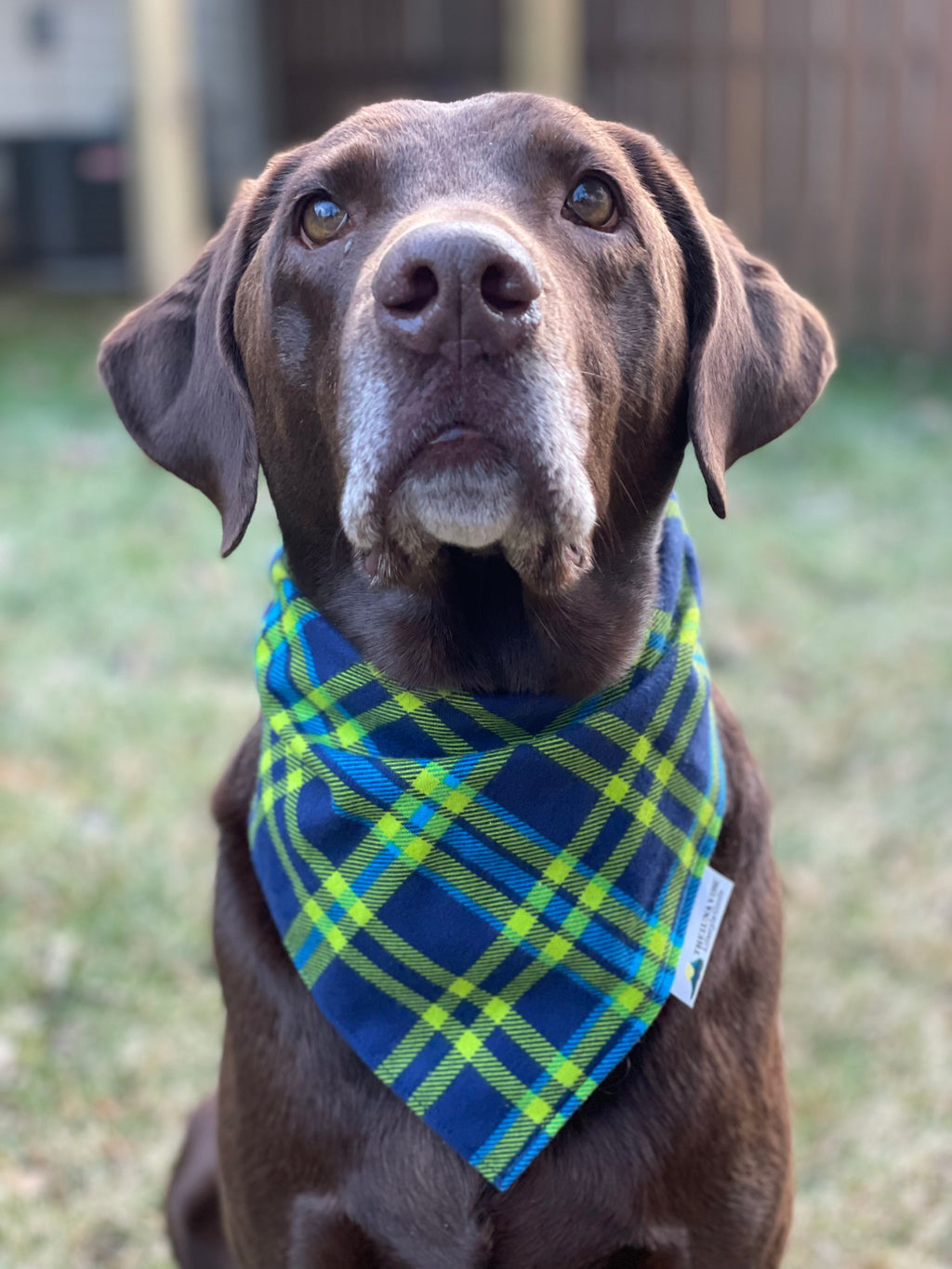 Plaid Green & Blue Tie-on Dog Bandana