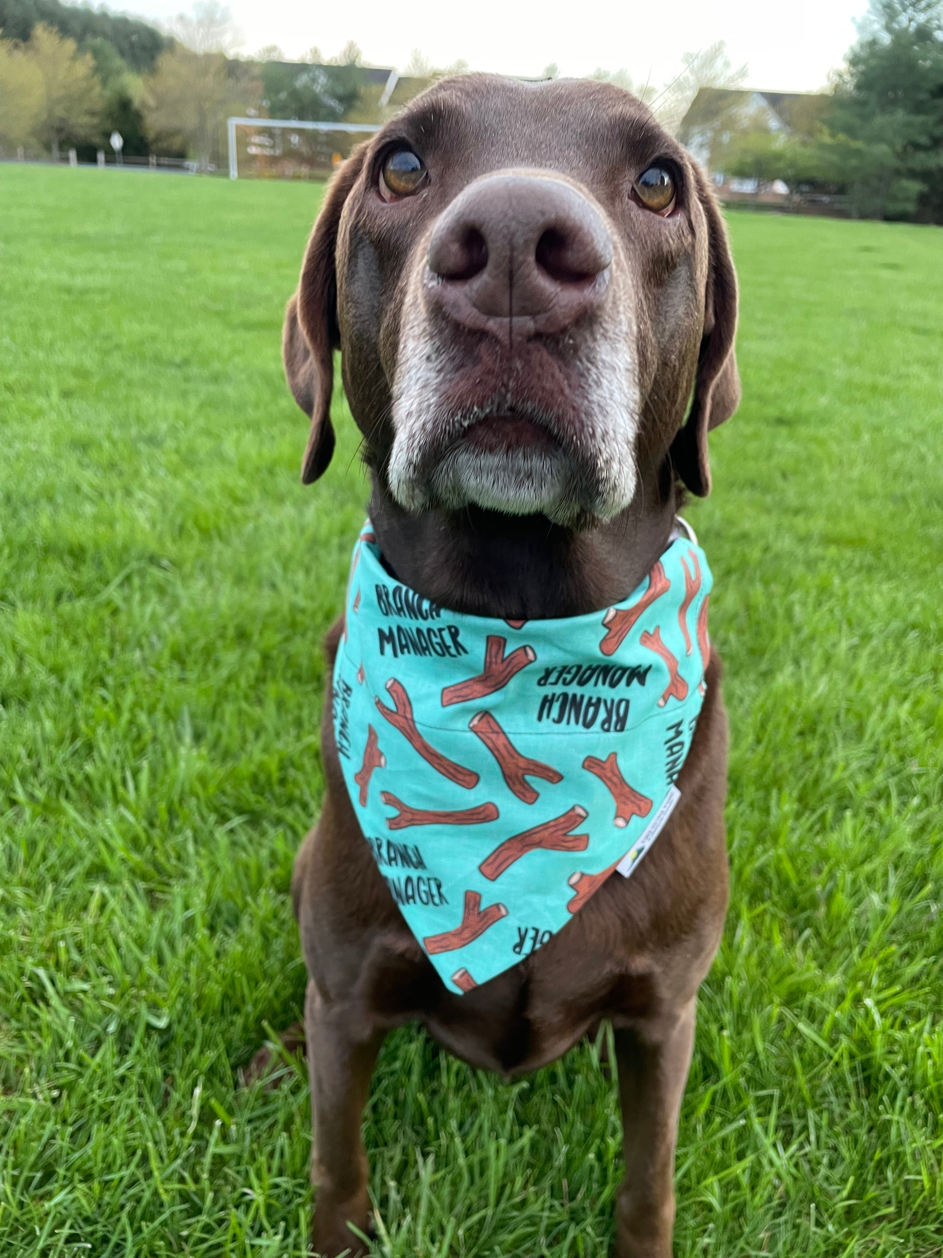 Branch Manager Dog Bandana