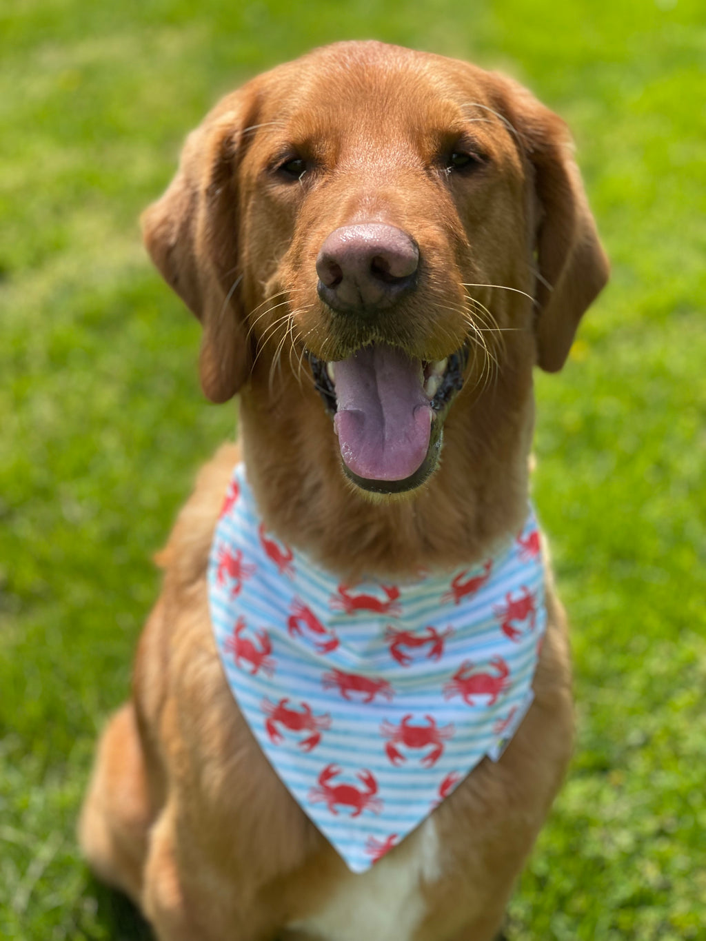 Maryland Crab Dog Bandana