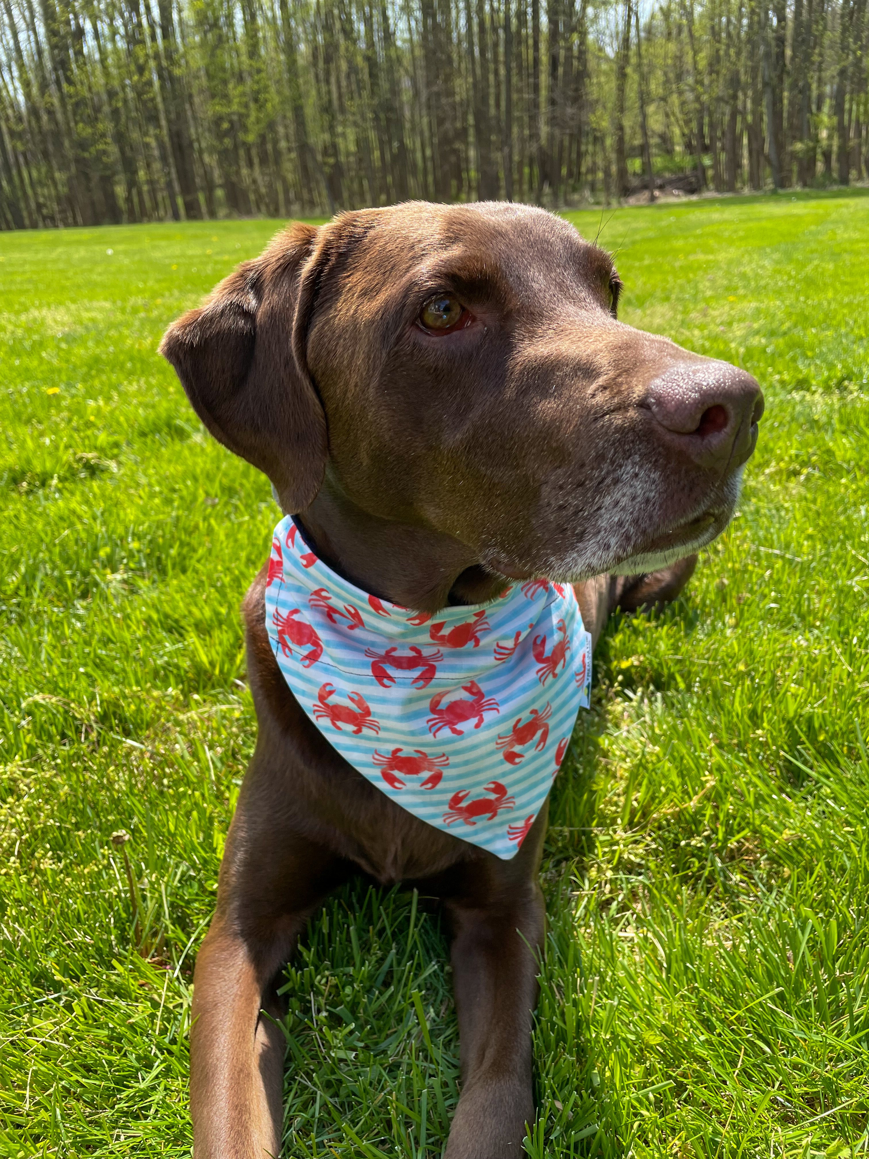 Maryland Crab Dog Bandana