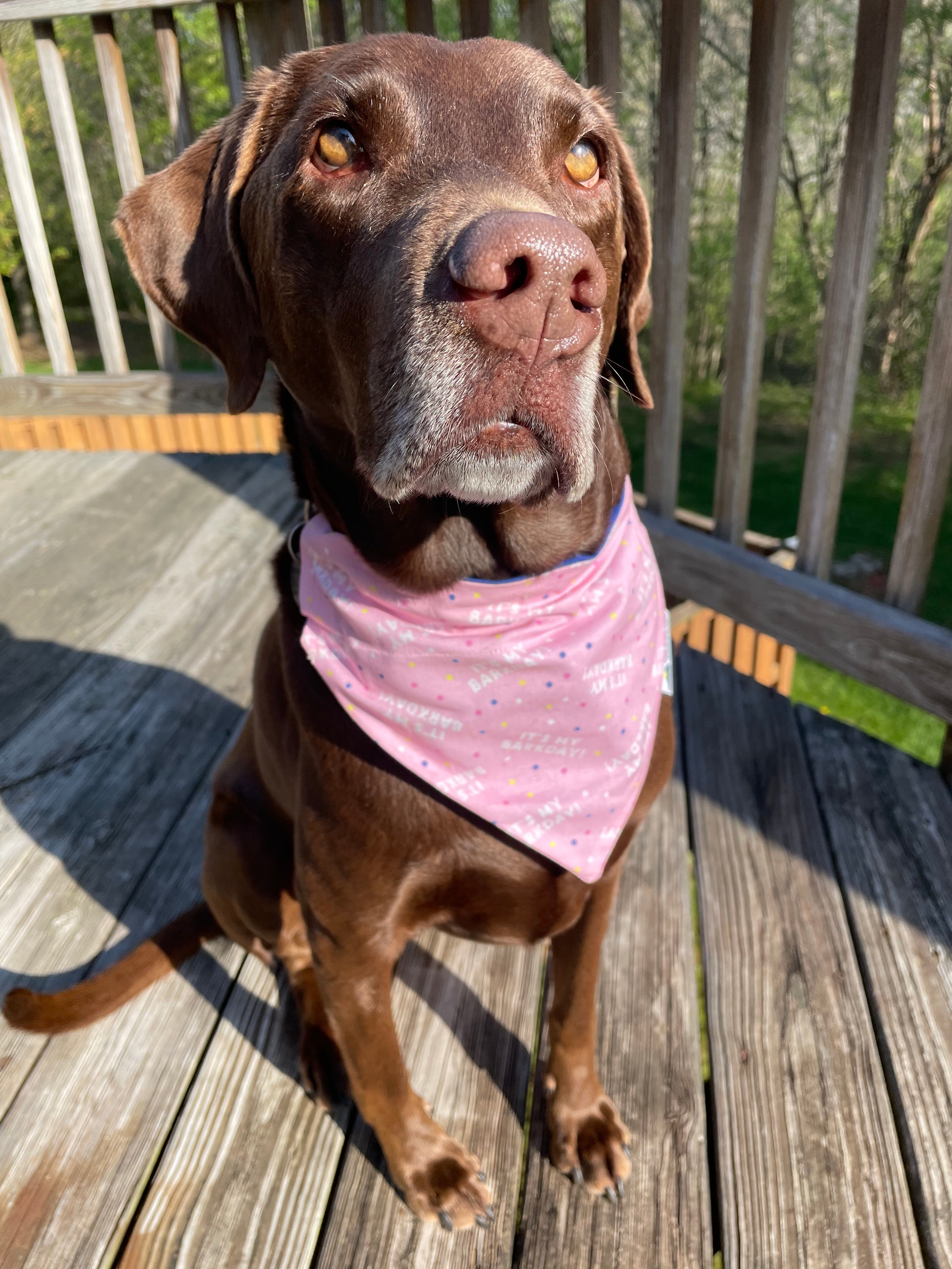 It's My Barkday Birthday Dog Bandana