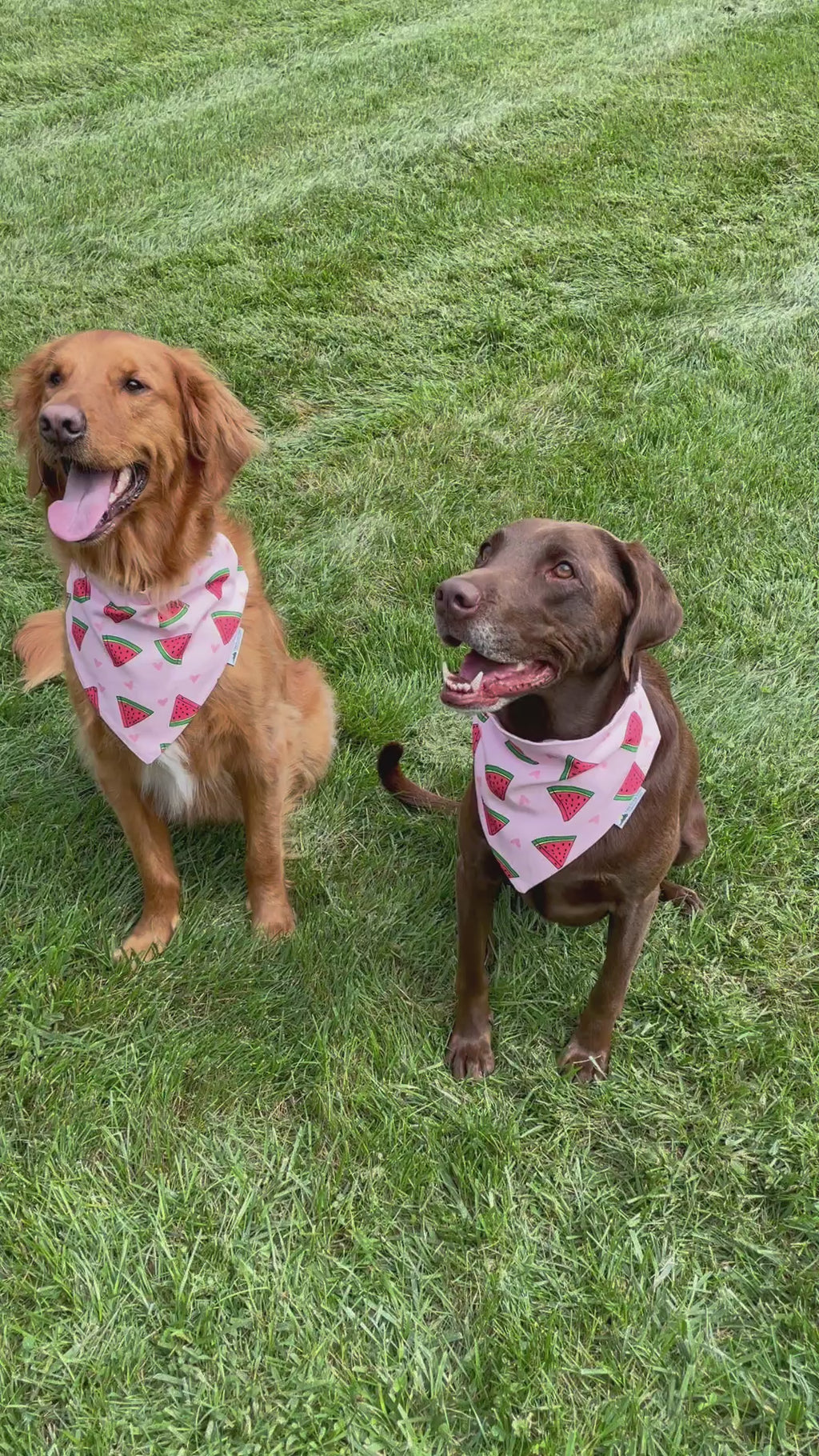 Watermelon Sugar Dog Bandana 🍉