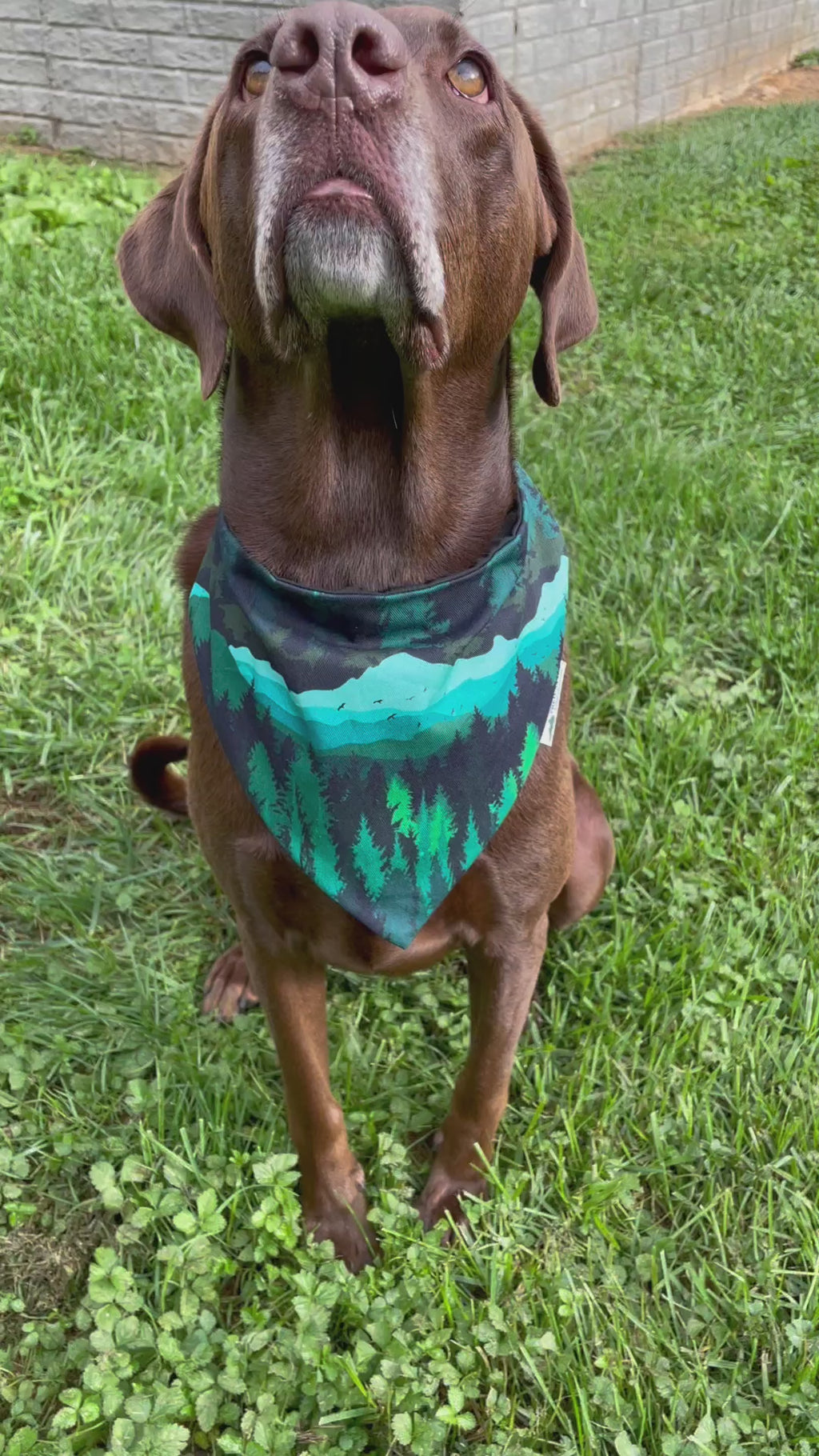 Mountain Dog Bandana