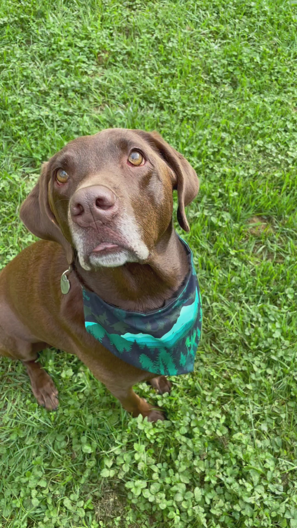 Mountain Dog Bandana